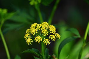 2025-05117933 Mount Auburn Cemetery, MA